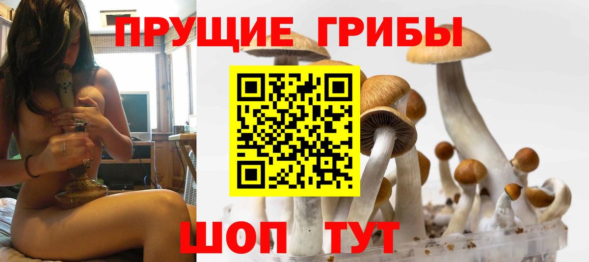 Псилоцибиновые грибы Psilocybine cubensis Кыштым